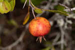 Yellowleaf hawthorn